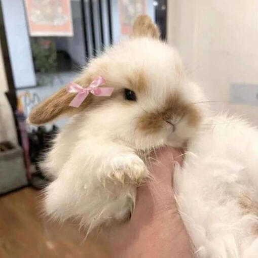 a small rabbit is being held up by someone's hand