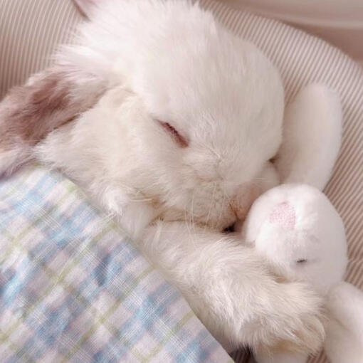a small rabbit is sleeping under a blanket
