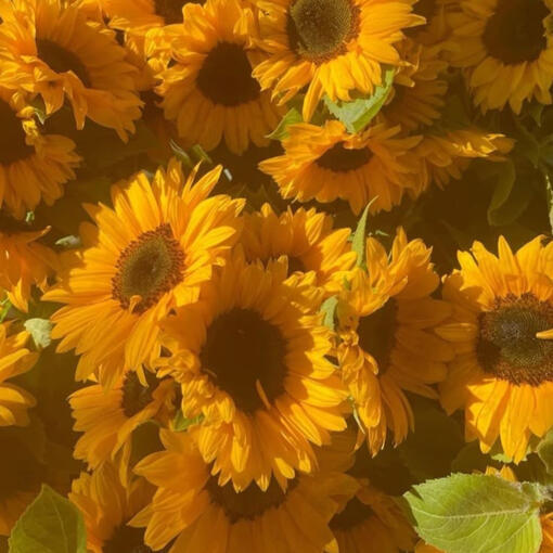 a collection of sunflowers
