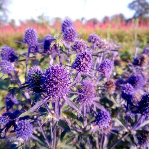 a field of purple sea hollies